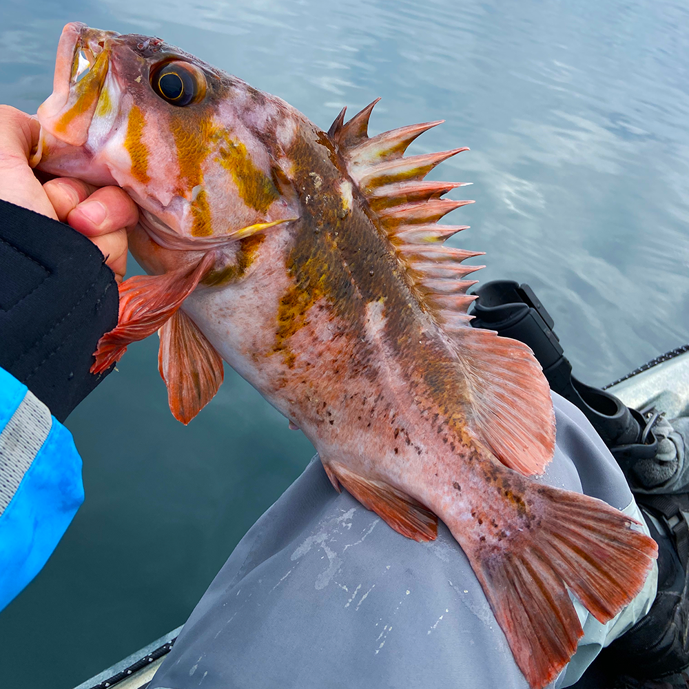 Rockfish, Copper Peeling Line